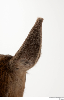 Deer doe ear 0012.jpg